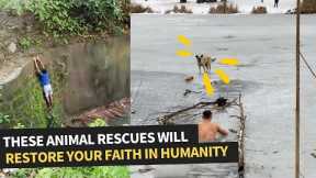 People Risking Their Lives To Save Animals | Animal Rescue Comp