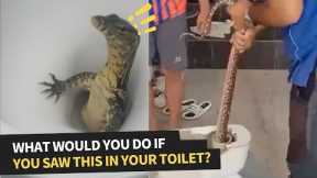 Rare Sightings of Animals That Could Show Up In Your Toilet