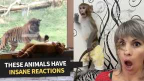 Hilarious Animal Reactions | Try Not To Laugh