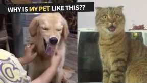 Why Is My Pet Like This? Compilation for Pet Owners