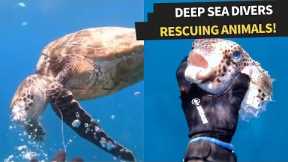 People rescuing animals in the ocean! | Amazing Deep Sea Rescues