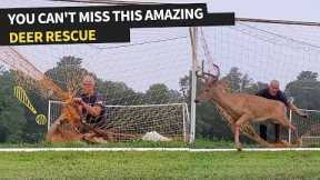 Man Saves Deer From Being Stuck in Soccer Net | Animal Rescue