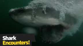 Incredible Footage Of Shark Encounters That Are Way Too Close For Comfort