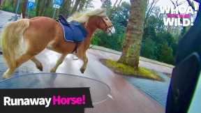 Man On Motorcycle Helps Save a Runaway Horse