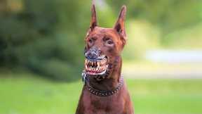10 Most Illegal Dog Breeds In Action