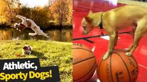 Most Athletic Dog Breeds You Didn't Know Existed