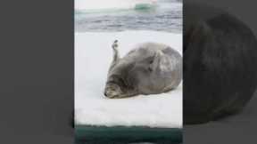 Photographer captures largest seal she's seen rolling on ice