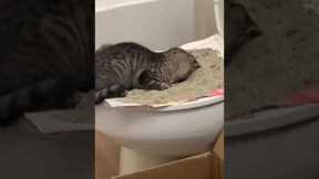 Cat has had enough of toilet training