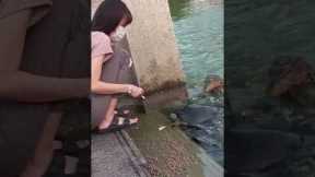 Monitor lizard pounces on fish while woman feeds them