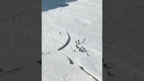 Dramatic moment penguin almost gets SEPARATED from flock!