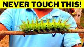 10 Strange Animals You Should NEVER Touch!!!