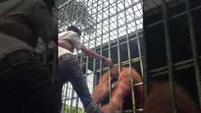 Silly zoo visitor jumped the barriers and got too close to an orangutan