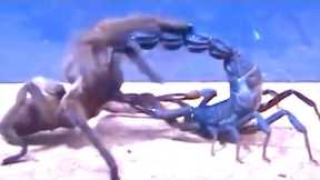 Tarantula vs Scorpion, a Centipede and even Snake