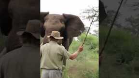 Standing your ground against a charging elephant!