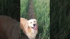Woman hides from dog to see if he'll search for her!