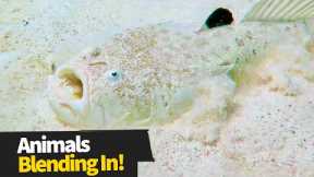 Top 13  Crazy Animal Camouflage Moments | Hidden Animals