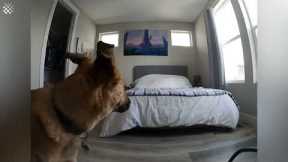 Man sets up hidden camera to see what his dog does while he's at work