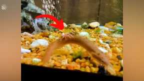 Spider falls into fish tank and has a wild adventure with the fish