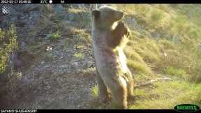 Hidden cameras captures bears 'dancing'