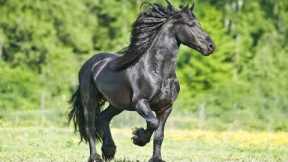 10 Most Beautiful Horses In The World