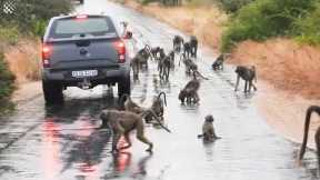 Safari vehicles brought to standstill by unfazed troop of baboons