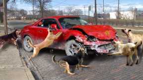 10 Times Animals Took Revenge On Cars