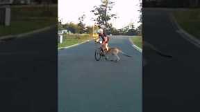 Kangaroo Runs right into Cyclist