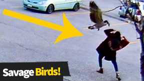 Top 20 Funniest Bird Attacks Caught On Camera | Evil Birds