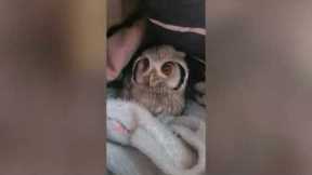 Gentle Baby Owl sweetly Flashes Beautiful Eyes at Loving Owner