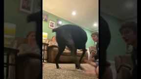Dog loves to hear her name chanted!