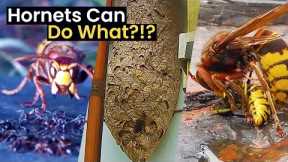 Insane Facts About Hornets