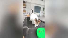 Overweight Cat Gets Tricked Into Exercising