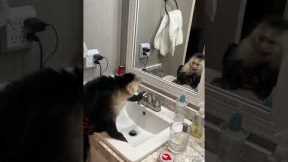 Monkey Has Conversation With Himself in Mirror