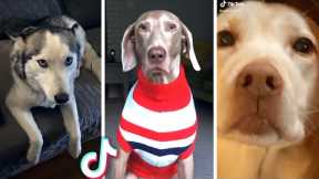 Most Viral DOGS on the Internet! 🐶 Funny Dogs Compilation! 🐶