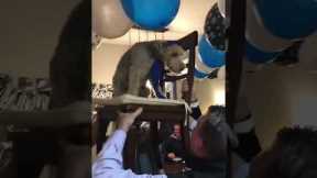 13-year-old dog celebrating a Bark Mitzvah participates in chair lift tradition
