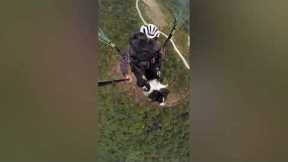 Dog Loves Paragliding with Owner