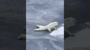 Smart polar bear is a bit too careful while moving over thin ice