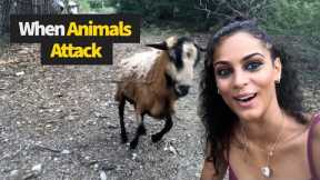 When Animals Attack Back
