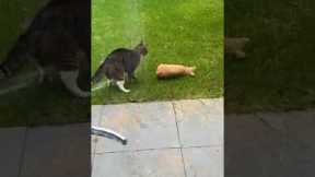 Feisty Cat Attacks Statue of Fake Cat