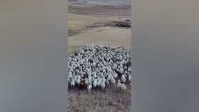 Drone Used to Herd Sheep in Incredible Footage