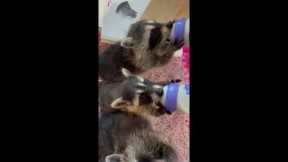 Adorable baby raccoons drink milk bottles in single-file line