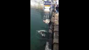 Mouthful! Older fisherman feeds seal using MOUTH in Cape Town