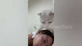 Sweet pet cat gives relaxing neck massage to owner