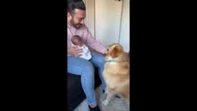Heartwarming moment dog welcomes baby brother home