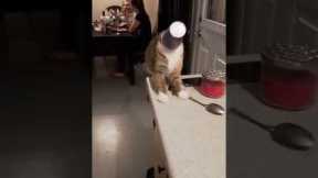Cat gets head stuck in cup and falls of kitchen counter