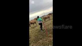 Horse hilariously jumps and farts in direction of Canadian woman