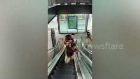 Frightened Malamute gets carried by owner up escalator in China