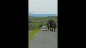 Car passenger runs away as massive elephant approaches