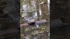 Struggling turtle knocks companion off his perch