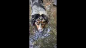 Look I can blow bubbles! Adorable dog loves blowing bubbles under water